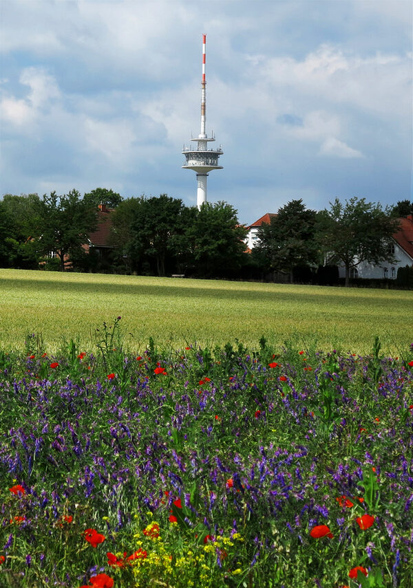 Natur am Fernmeldeturm (Wird bei Klick vergrößert)