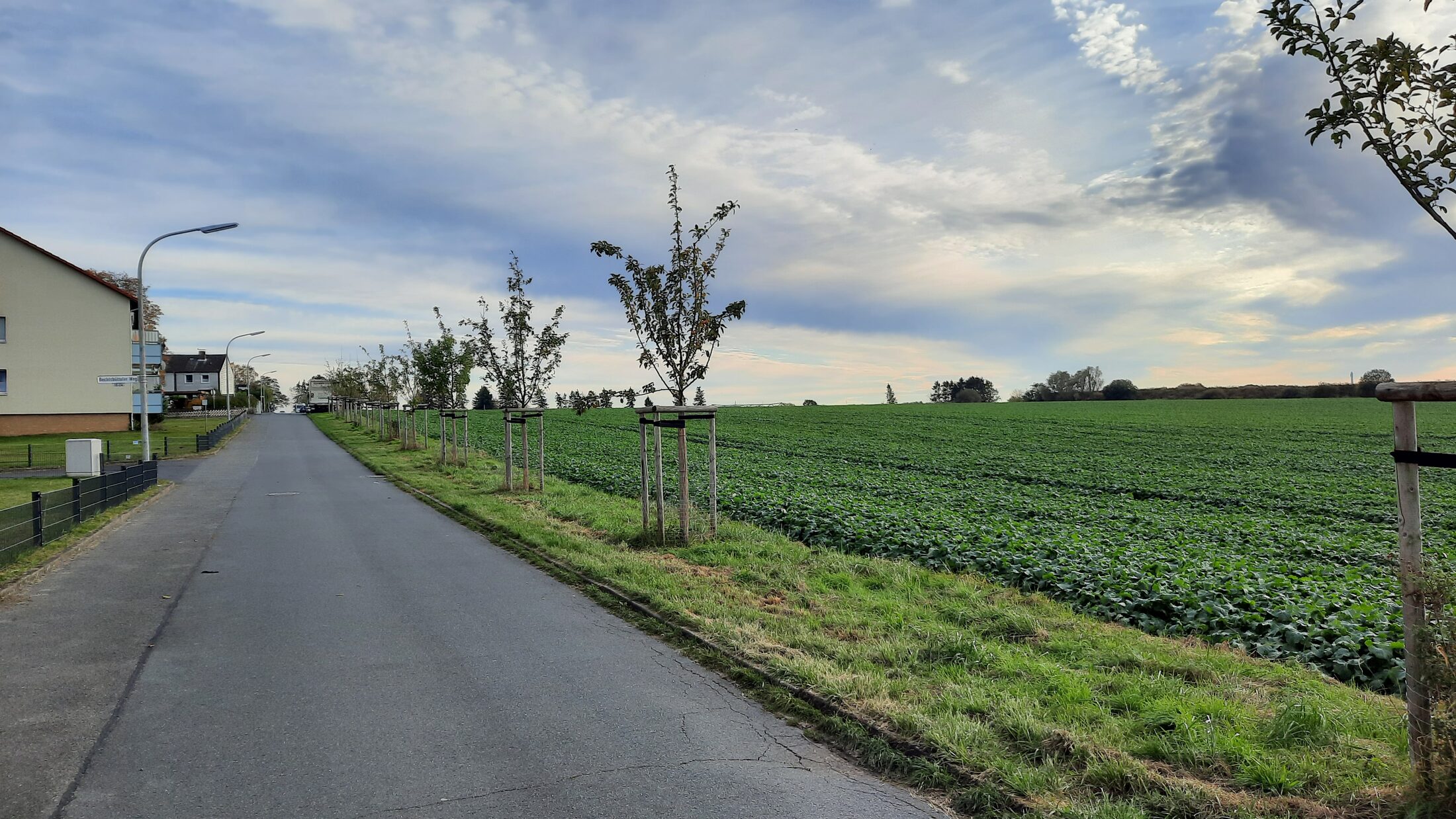 Einzelbaumpflanzungen zwischen einer Straße und einem Feld (Wird bei Klick vergrößert)