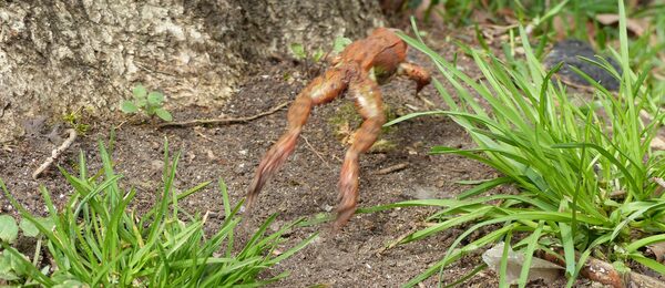 Ein Springfrosch hüpft davon.