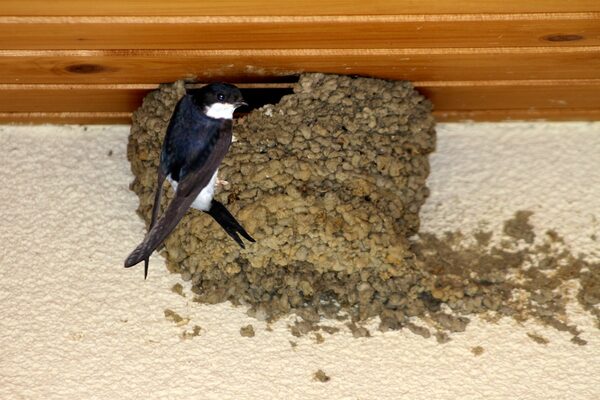 Mehlschwalbe an einem Nest.