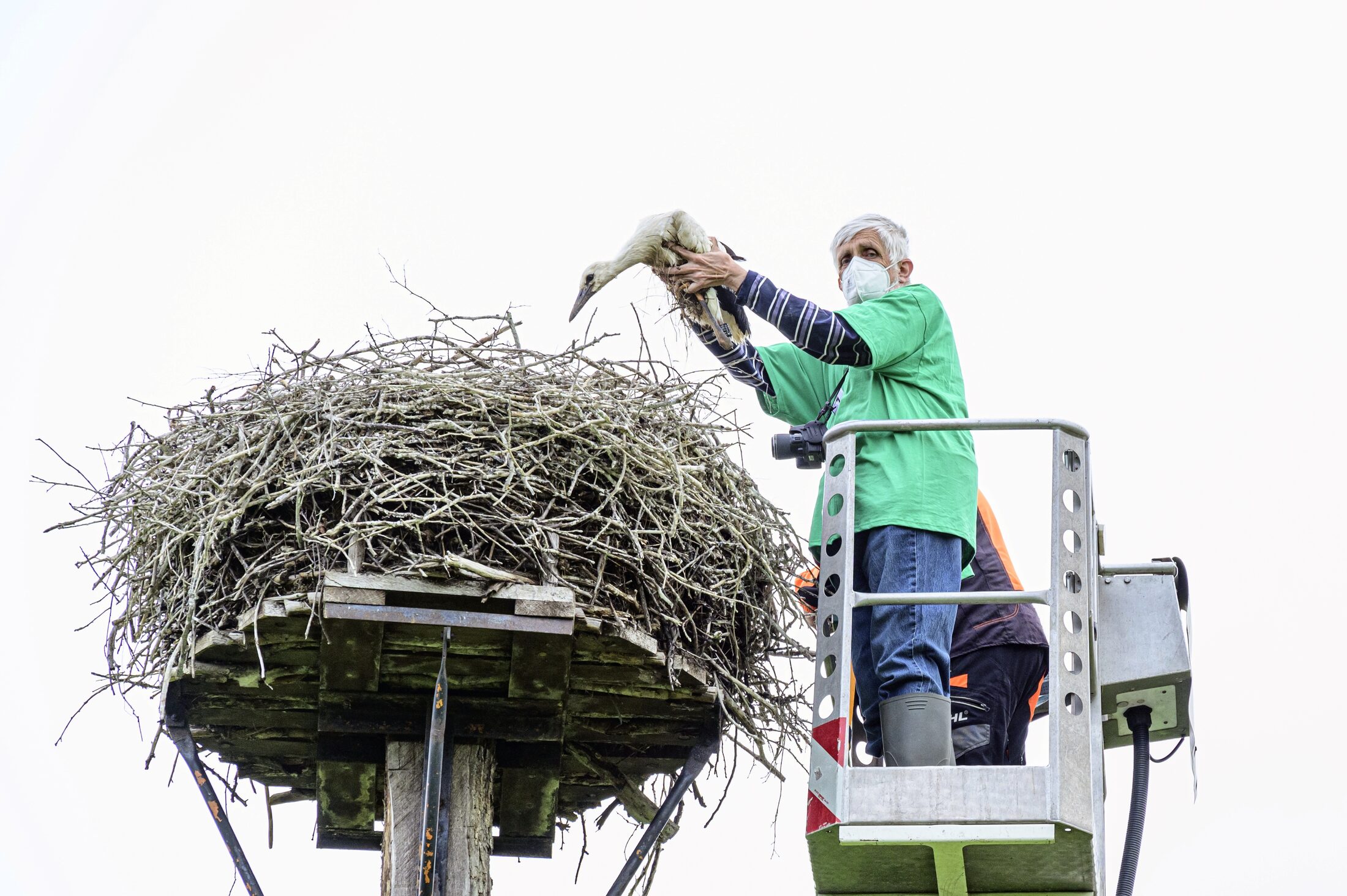 Eine Person hebt einen jungen Storch zurück ins Nest, stehend im Krankorb. (Wird bei Klick vergrößert)