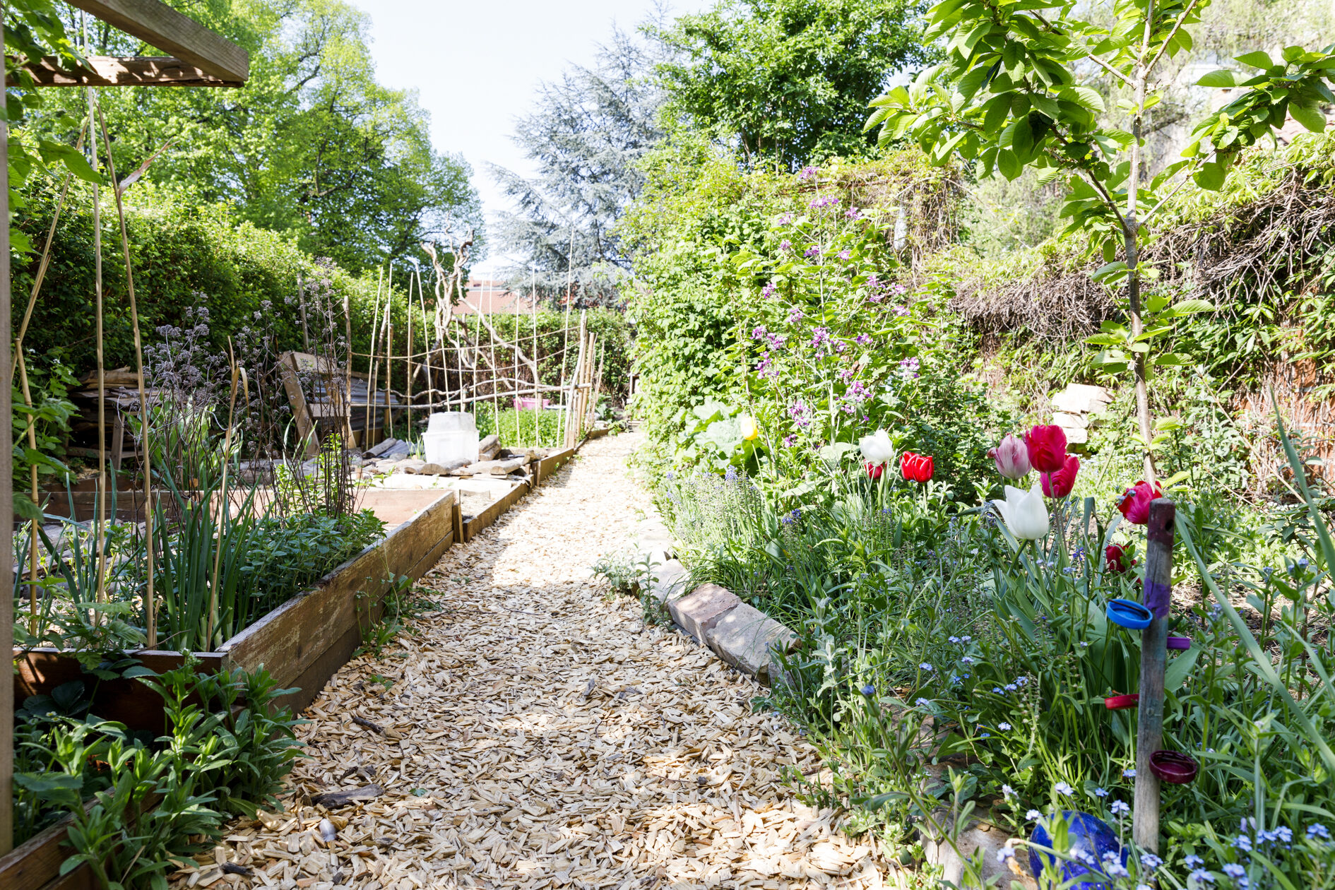 Ein gemulchter Weg führt zwischen verschiedenen Beeten mit Stauden und Blumen entlang. (Wird bei Klick vergrößert)