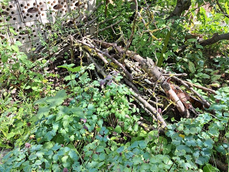 Totholz im Garten. (Wird bei Klick vergrößert)