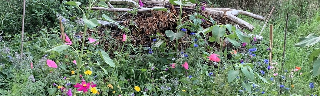 Vor einem Totholzhaufen blüht eine bunte Wiese.