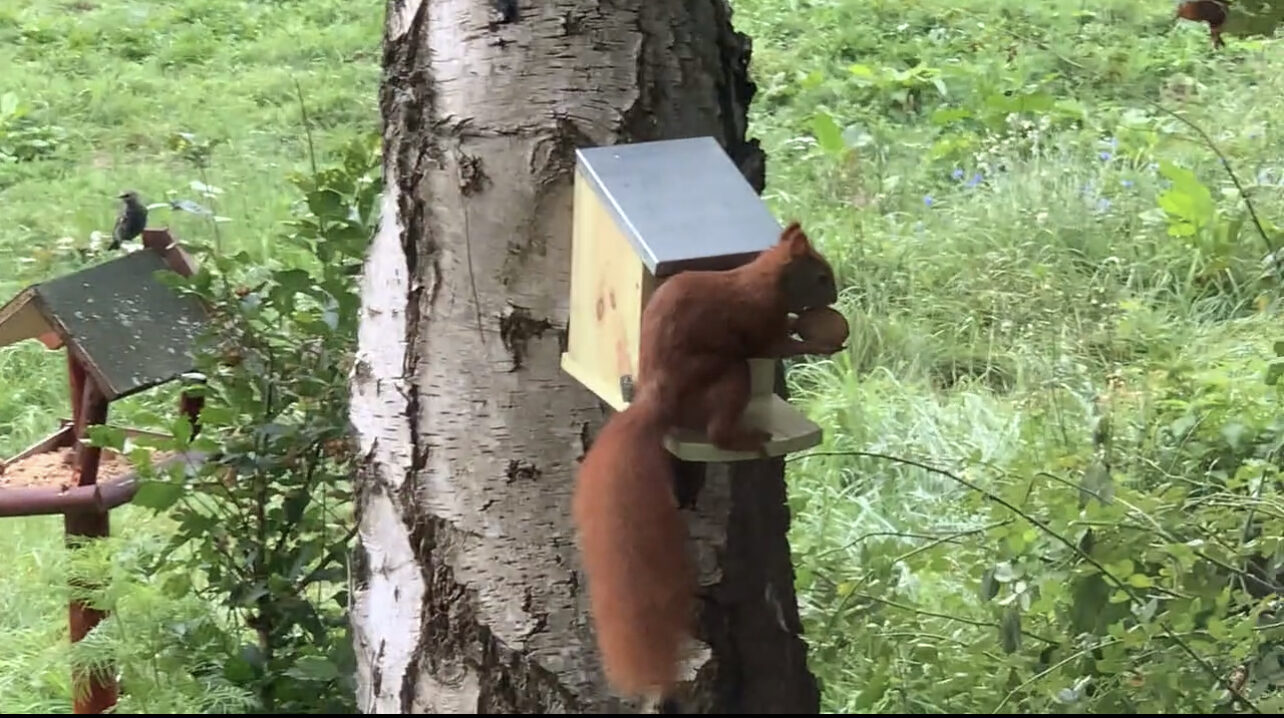 Ein Eichhörnchen sitzt an einer Futterstelle. (Wird bei Klick vergrößert)