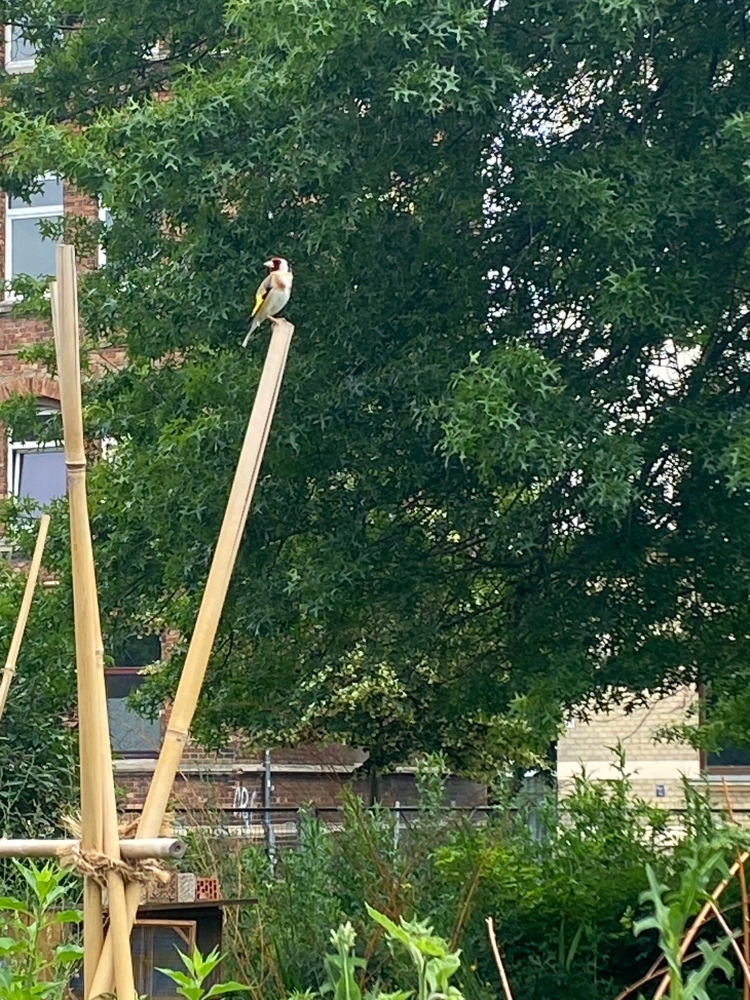 Ein Stiglitz sitzt auf einer Bohnenstange im Garten. (Wird bei Klick vergrößert)