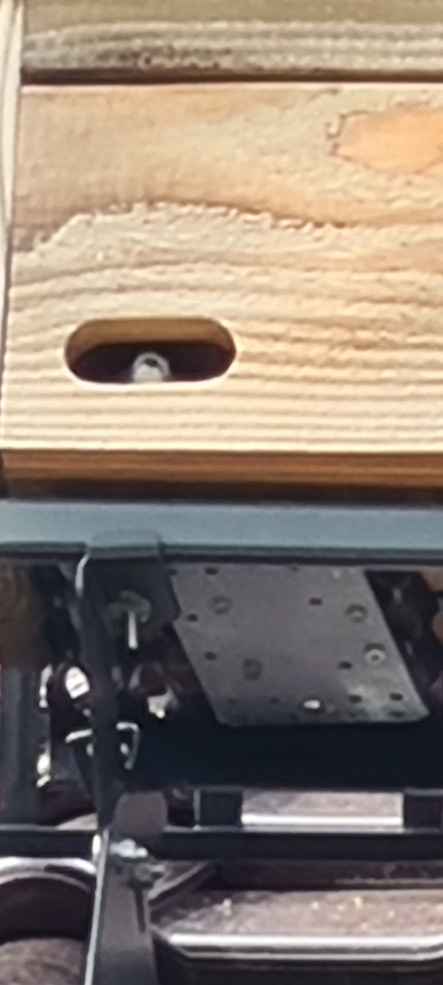 Mauersegler im Nistkasten. (Wird bei Klick vergrößert)