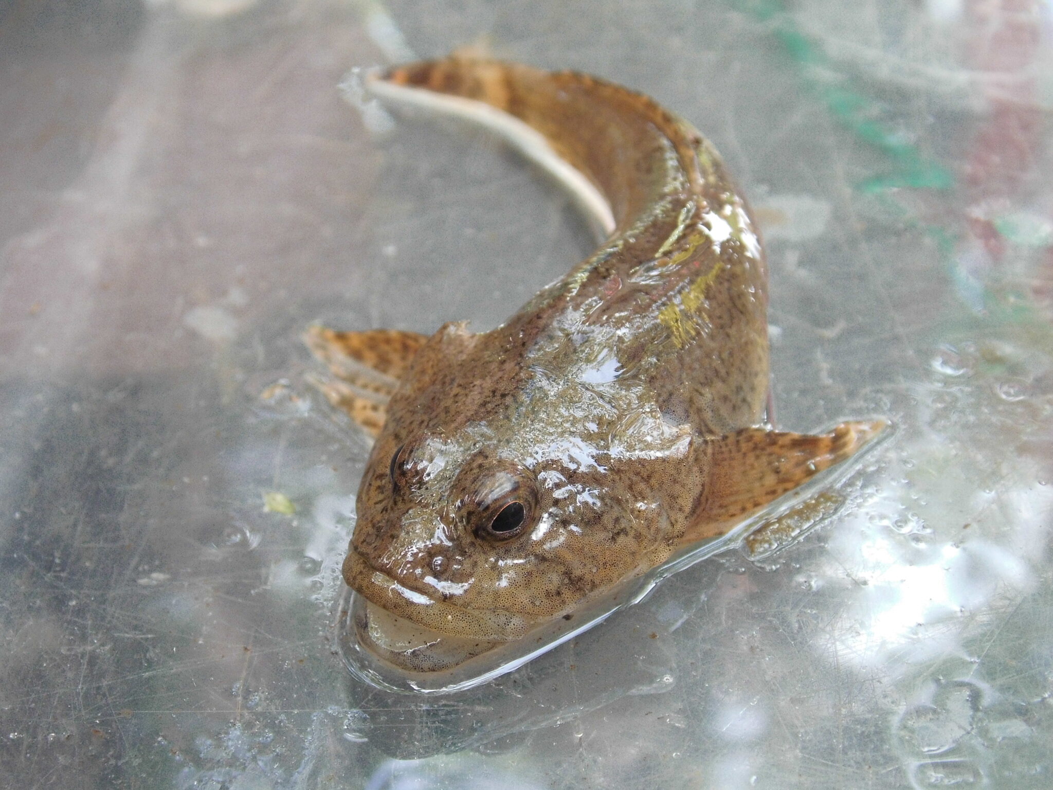 Die Groppe gehört zu den wildlebenden Fischen in der Mittelriede. (Wird bei Klick vergrößert)