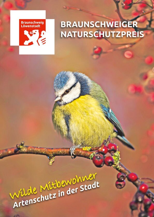 Eine Blaumeise sitzt auf einem Ast mit Beeren.
