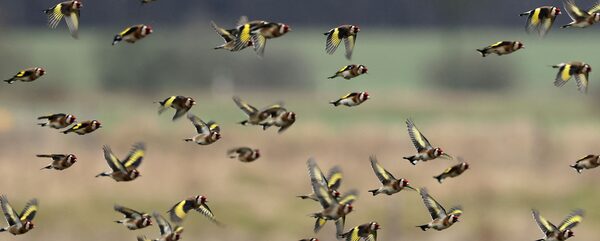 Ein Schwarm Stieglitze fliegt über eine Wiese.