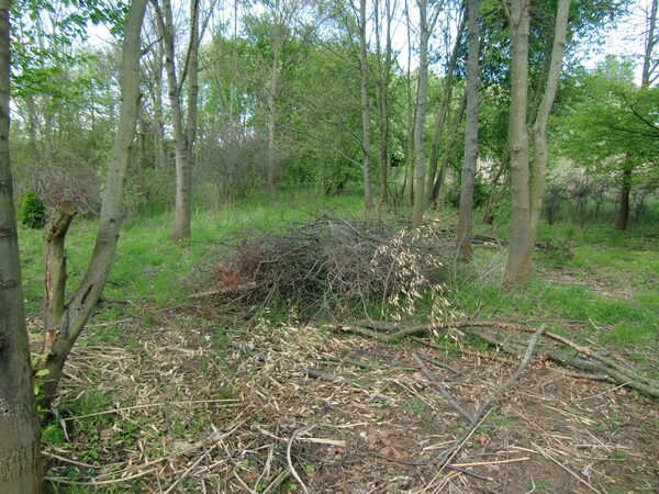 In einem Waldstück liegt Gartenschnitt am Boden.