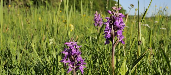 Knabenkraut auf einer Wiese.