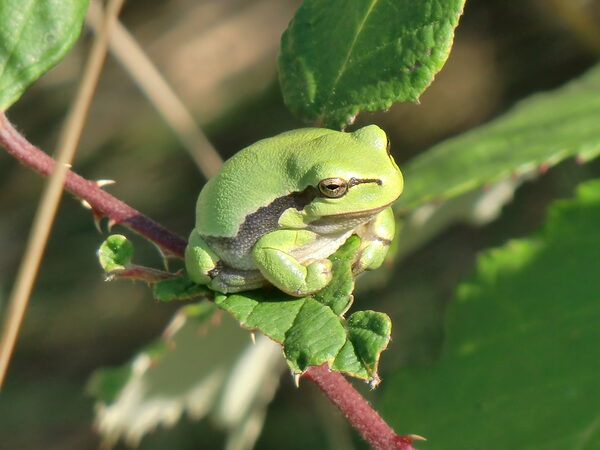 Ein Laubfrosch sitzt in einem Brombeerstrauch. (Wird bei Klick vergrößert)