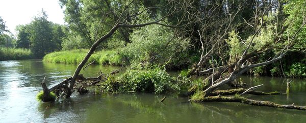 Abschnitt der Oker mit Totholz im Wasser.