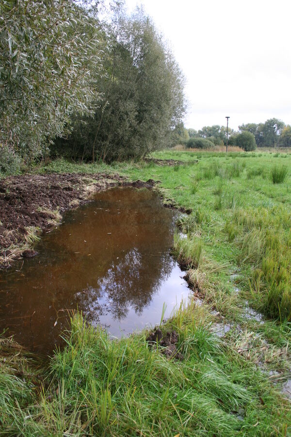 Lebensraum des Schlammpeitzgers: Gewässer auf der Piepenwiese in Riddagshausen. (Wird bei Klick vergrößert)