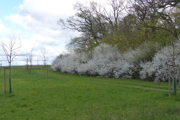 Obstwiese im Frühjahr vor einem Blühenden Waldrand.