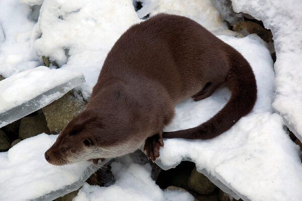 Fischotter im Schnee.