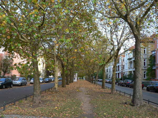 Platanenallee in Braunschweig.