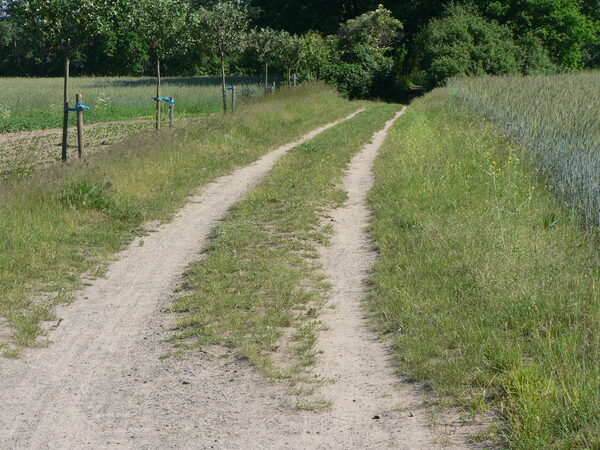 Obstbäume säumen einen Feldweg.