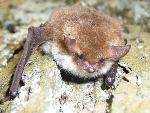 Fransenfledermaus.