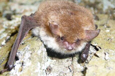 Fransenfledermaus.