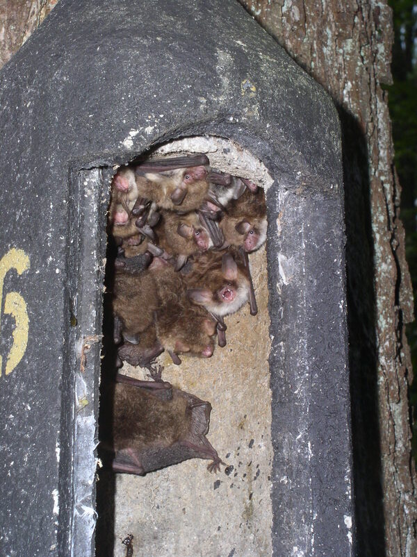 Fransenfeldermäuse im Fledermauskasten.