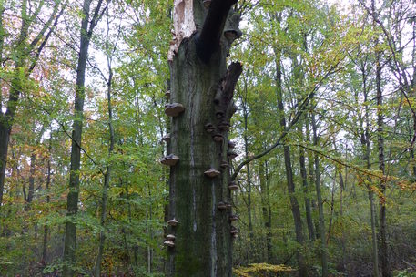 Buche mit Totholz, Höhlen und Pilzen steht im Wald.