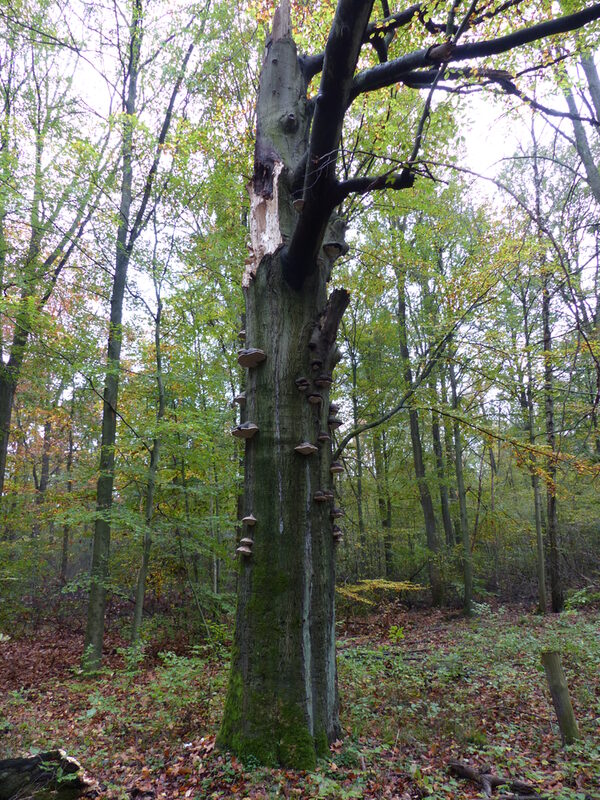 Buche mit Totholz, Höhlen und Pilzen steht im Wald.