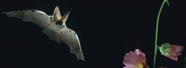 Eine Fledermaus fliegt durch die Nacht.