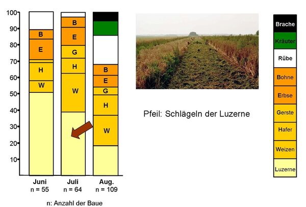 Säulendiagramm Bauverteilung zu verschiedenen Zeiten. (Wird bei Klick vergrößert)