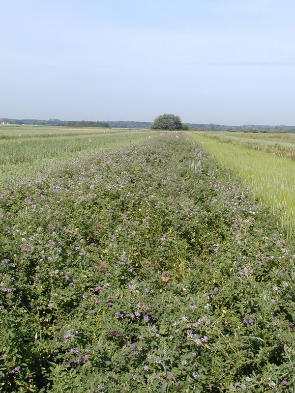 Schutzstreifen im Feld.