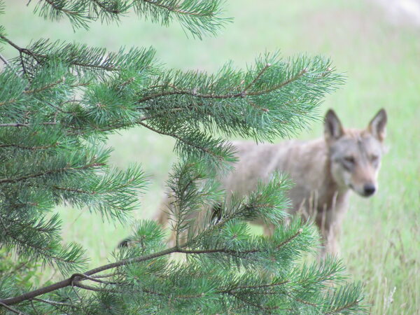 Ein Wolf läuft über eine Wiese.