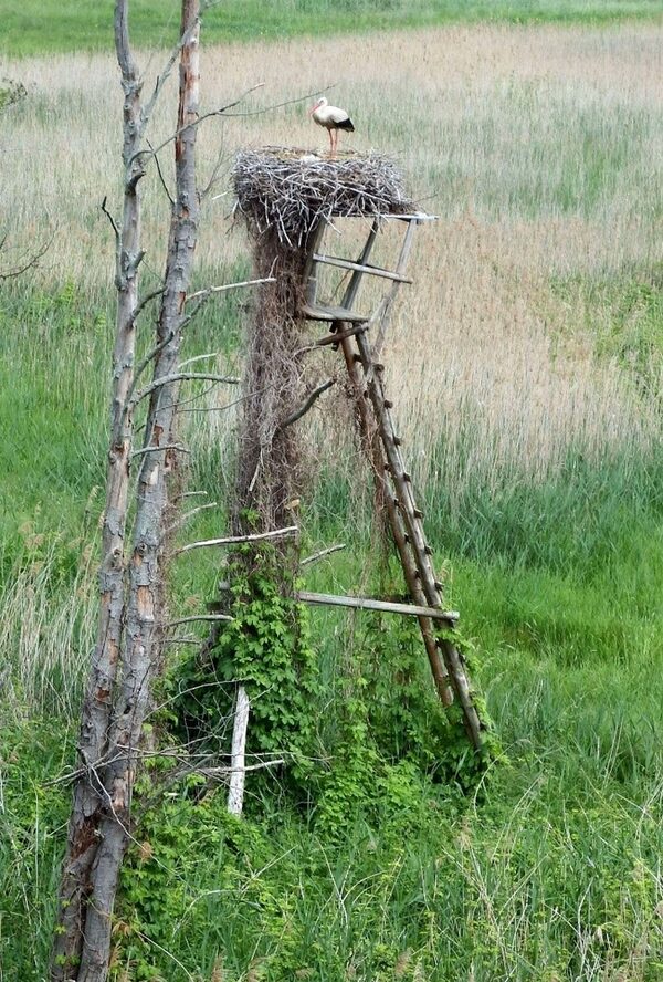 Ein Weißstoch hat sein Horst auf einer Jagdkanzel errichtet.