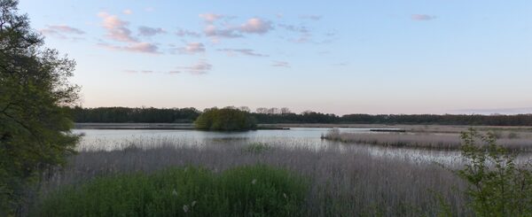 Der Schapenbruchteich im Naturschutzgebiet Riddagshausen.