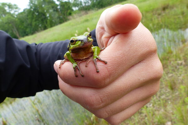 Ein Laubfrosch sitzt auf einer Hand.