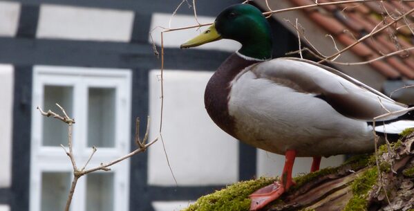 Eine Stockente sitzt auf einem Schuppendach. Im Hintergrund ist Haus Entenfang zu sehen.