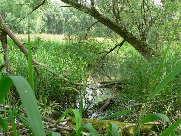 Auengebiet an der Oker im Sommer.