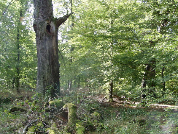 Laubwald im Sommerzustand mit Eiche im Vordergrund.