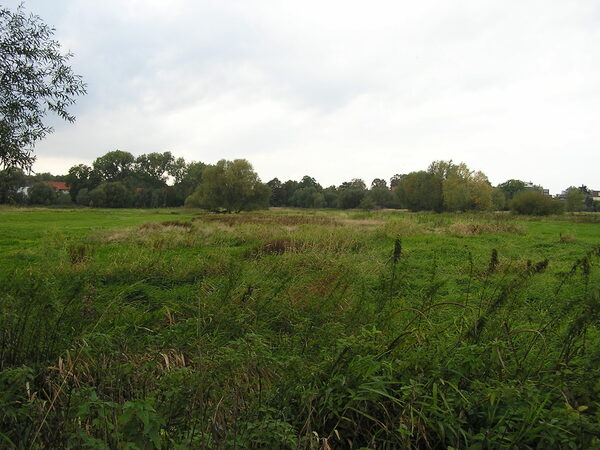 Auenlandschaft mit Wiesen, Schilf und Weiden.