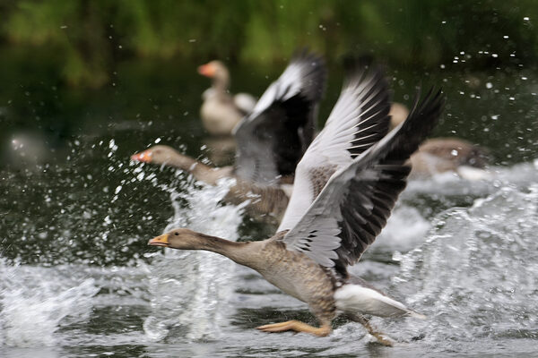 Graugänse starten von einer Wasserfläche in den Flug.