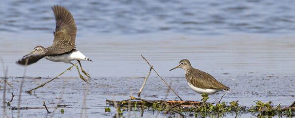 Waldwasserläufer an einem Gewässer.