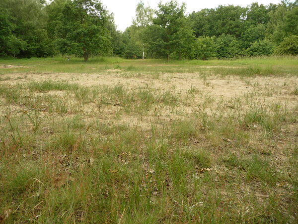 Auf einer sandigen Fläche im Wald wächst spärliche Vegetation.