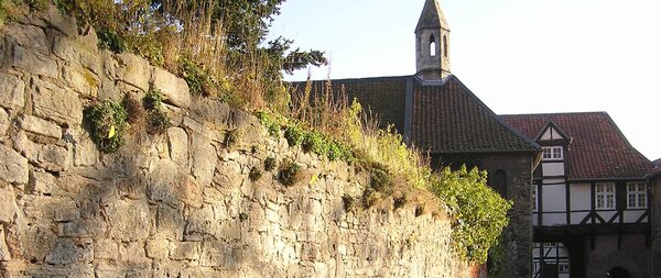 Eine alte Mauer wird von der Sonne angestrahlt. Zwischen den Steinen wachsen verschiedene Pflanzen.