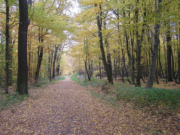 Ein Waldweg führt durch einen herbstlich gefärbten Laubwald.