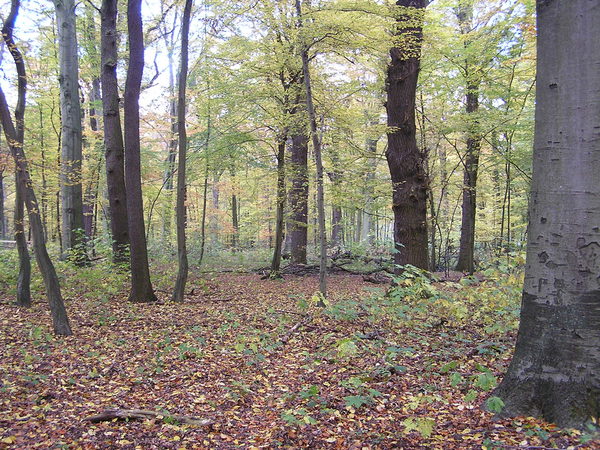 Große Eichen und Buchen stehen in einem herbstlich gefärbten Laubwald.