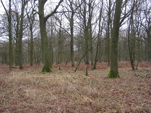 Ein Eichenwald im Winter - das Laub ist bereits abgeworfen.