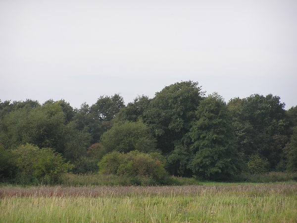 Ein sommerlicher Waldrand mit Wiesen mit hohem Gras und Gebüschen im Vordergrund.