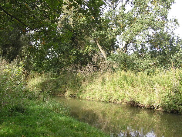 Ein Auenbach im Sommer mit Bäumen am Ufer.