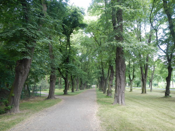 Ein Weg führt über eine gemähte Wiese im Sommer. Rechst und links stehen alleeartig alte Linden.