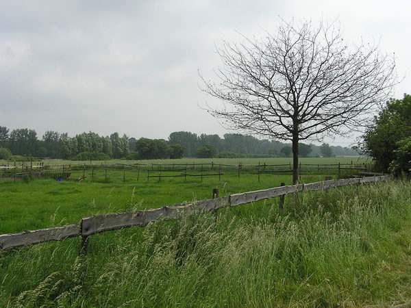 Weidezäune auf Wiesen im Hintergrund Baumreihen und ein Waldrand.